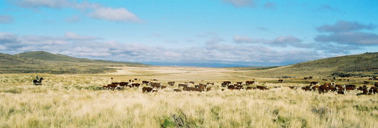 Gaucho