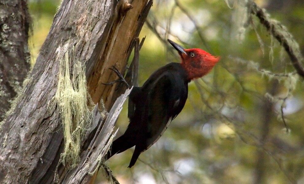 pic de magellan