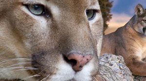 puma concolor